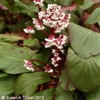 Bergenia Silberlicht 2L Pot - Set of 3