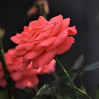Birthday Wishes Patio Rose 5.5L Pot