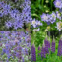 Blue/Purple Perennial Set - Mixed Varieties - 5 x 9cm