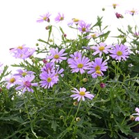 Brachyscome Mauve Delight 6 Pack Boxed Bedding