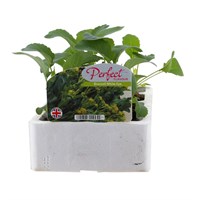 Broccoli White Eye 12 Pack Boxed Vegetable