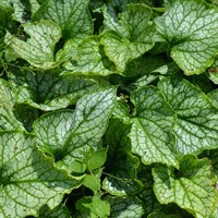 Brunnera Jack Frost Perennial Plant 2L Pot - Set of 3