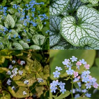 Brunnera Perennial Set - Mixed Colours - 3 x 2L Pots
