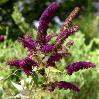 Buddleja 'Black Knight' - 4L Pot