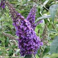 Buddleja 'Empire Blue' - 7.5L Pot