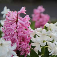 ! Bulk Plant Offer - Hyacinth Mixed - 15 x 10.5cm Pot Bedding