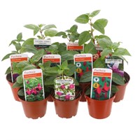 A Lucky Dip Selection! Mixed Trailing/ Bush Fushias 10 x 7cm Starter Plants
