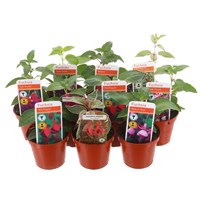 A Lucky Dip Selection! Mixed Bush Fushias 10 x 7cm Starter Plants