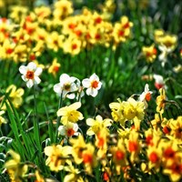 ! Bulk Plant Offer - Narcissus Mixed - 15 x 10.5cm Pot Bedding