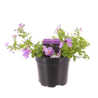 Bacopa Cabana Jumbo Blue 13cm Pot Bedding 