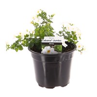 Bacopa Cabana Jumbo White 13cm Pot Bedding 