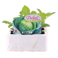 Cabbage Spring Hero 12 Pack Boxed Vegetable