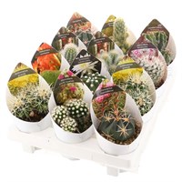 Cacti Houseplant Mix - 3 x 6.5cm Pots