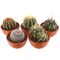 Cactus Houseplant - 12cm Terracotta Pot