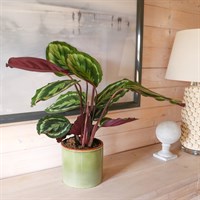 Calathea 'Medallion' Houseplant - 19cm Pot