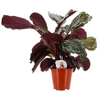 Calathea 'Medallion' Houseplant - 19cm Pot