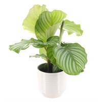 Calathea Orbifolia (12cm Pot) In White Ribbed Ceramic Pot (13cm)