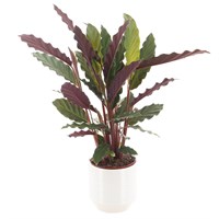 Calathea Rufibarba (12cm Pot) In White Ribbed Ceramic Pot (13cm)