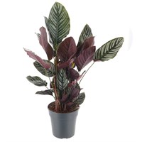 Calathea Sanderiana - 19cm Pot