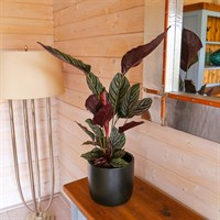 Calathea Sanderiana Houseplant