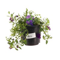 Callibrachoa Blue 13cm Pot Bedding