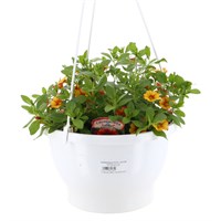 Calibrachoa Mixed 25cm Hanging Pot Bedding Basket