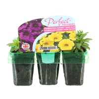 Callibrachoa Dark Blue & Pure Yellow Mini 6 Perfect Partners Boxed Bedding