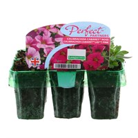 Callibrachoa Light Pink & Rose Mini 6 Perfect Partners Boxed Bedding