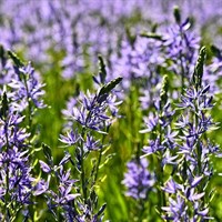 Camassia Leitchtlinii Caerulea Perennial Plant 2L - Set of 3
