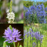 Camassia Perennial Set - Mixed Colours - 3 x 2L Pots