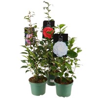 Camellia Bundle - 3 x 19cm Pots