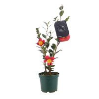 Camellia Jap. Yuletide - 15cm Pot