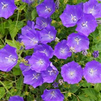 Campanula Carpatica Blue Clips 2L Perennial Plant - Set of 3
