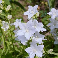 Campanula Carpatica White Clips 2L Perennial Plant - Set of 3
