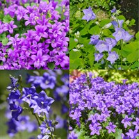 Campanula Perennial Set - Mixed Colours - 5 x 9cm Pots