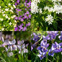 Campanula Perennial Set - Mixed Colours - 3 x 2L Pots