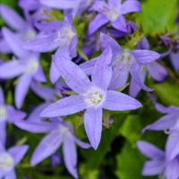Campanula Pos Stella Perennial Plant 9cm Pot - Set of 3