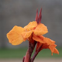 Canna Indica Cannova Bronze Orange Perennial Plant 2L Pot - Set of 3