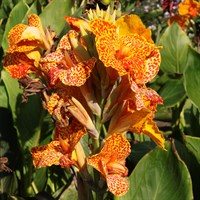 Canna Indica Cannova Gold Leopard 2L Perennial Plant - Set of 3
