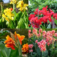Canna Perennial Set - Mixed Colours - 3 x 2L Pots