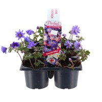 Carry Home Pack - Anemone - 6 x 10.5cm Pot Bedding