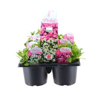 Carry Home Pack - Arabis - 6 x 10.5cm Pot Bedding