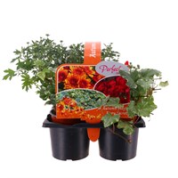 Carry Home Pack - Autumn Magic Fiery Secrets - 6 x 10.5cm Pot Bedding