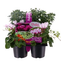 Carry Home Pack - Autumn Magic Lilac Harmony - 6 x 10.5cm Pot Bedding