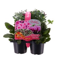 Carry Home Pack - Autumn Magic Rose Passion - 6 x 10.5cm Pot Bedding