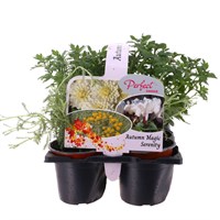 Carry Home Pack - Autumn Magic Serenity - 6 x 10.5cm Pot Bedding