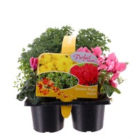 Carry Home Pack - Autumn Magic Sunset - 6 x 10.5cm Pot Bedding