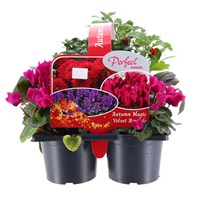 Carry Home Pack - Autumn Magic Velvet Brocade - 6 x 10.5cm Pot Bedding