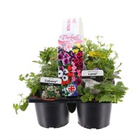 Carry Home Pack - Basket Plants - 6 x 10.5 Pot Bedding