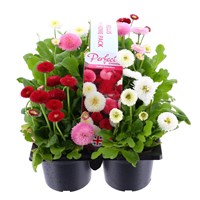 Carry Home Pack - Bellis Mixed - 6 x 10.5cm Pot Bedding